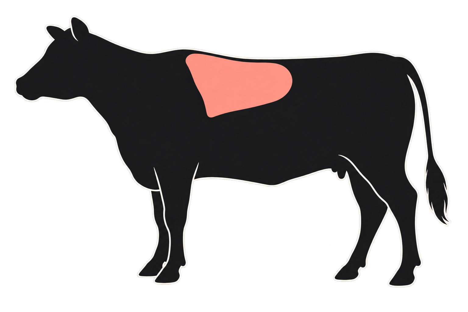 Cow anatomy with the rib primal highlighted in salmon pink