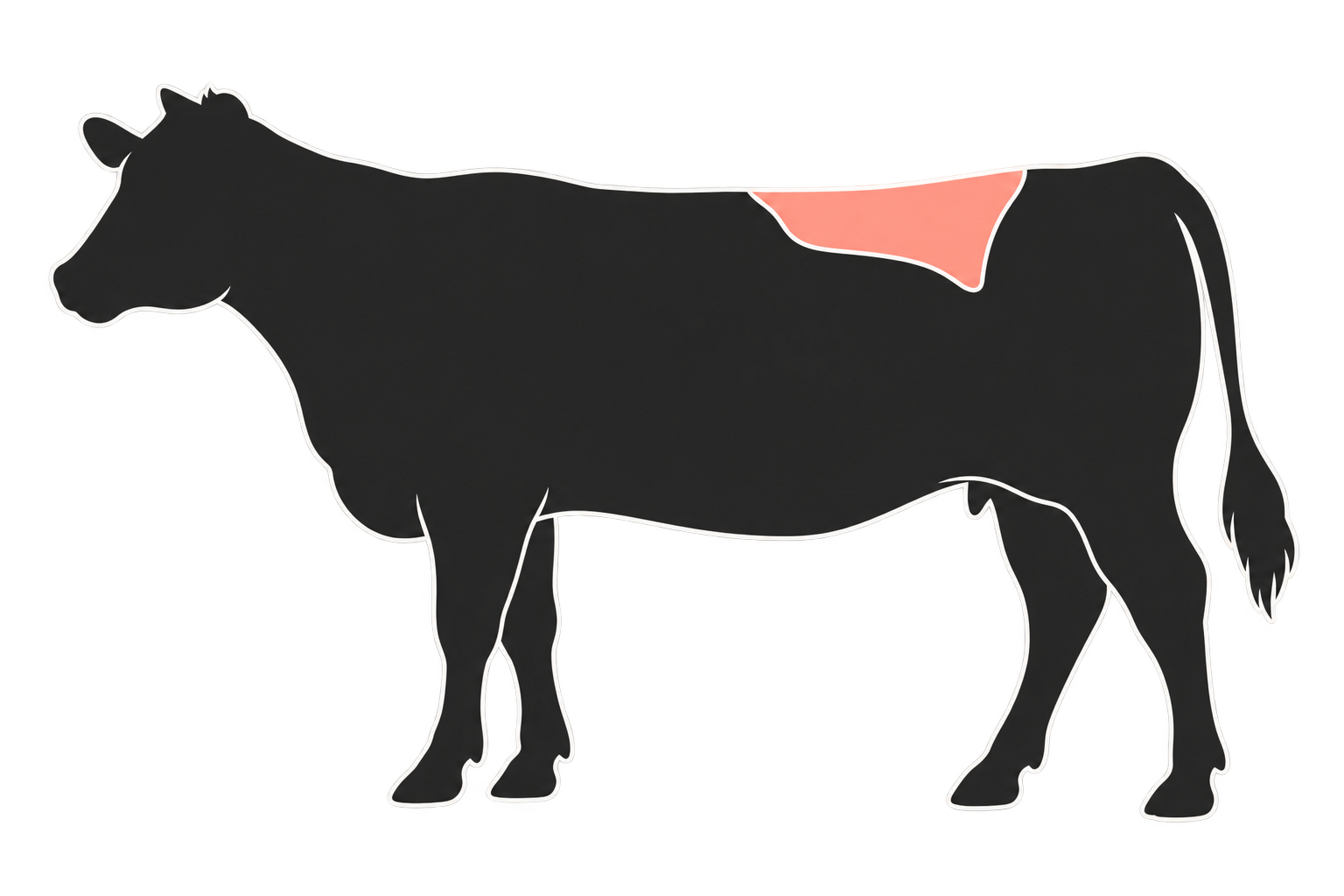 Cow anatomy with the sirloin area highlighted in salmon pink