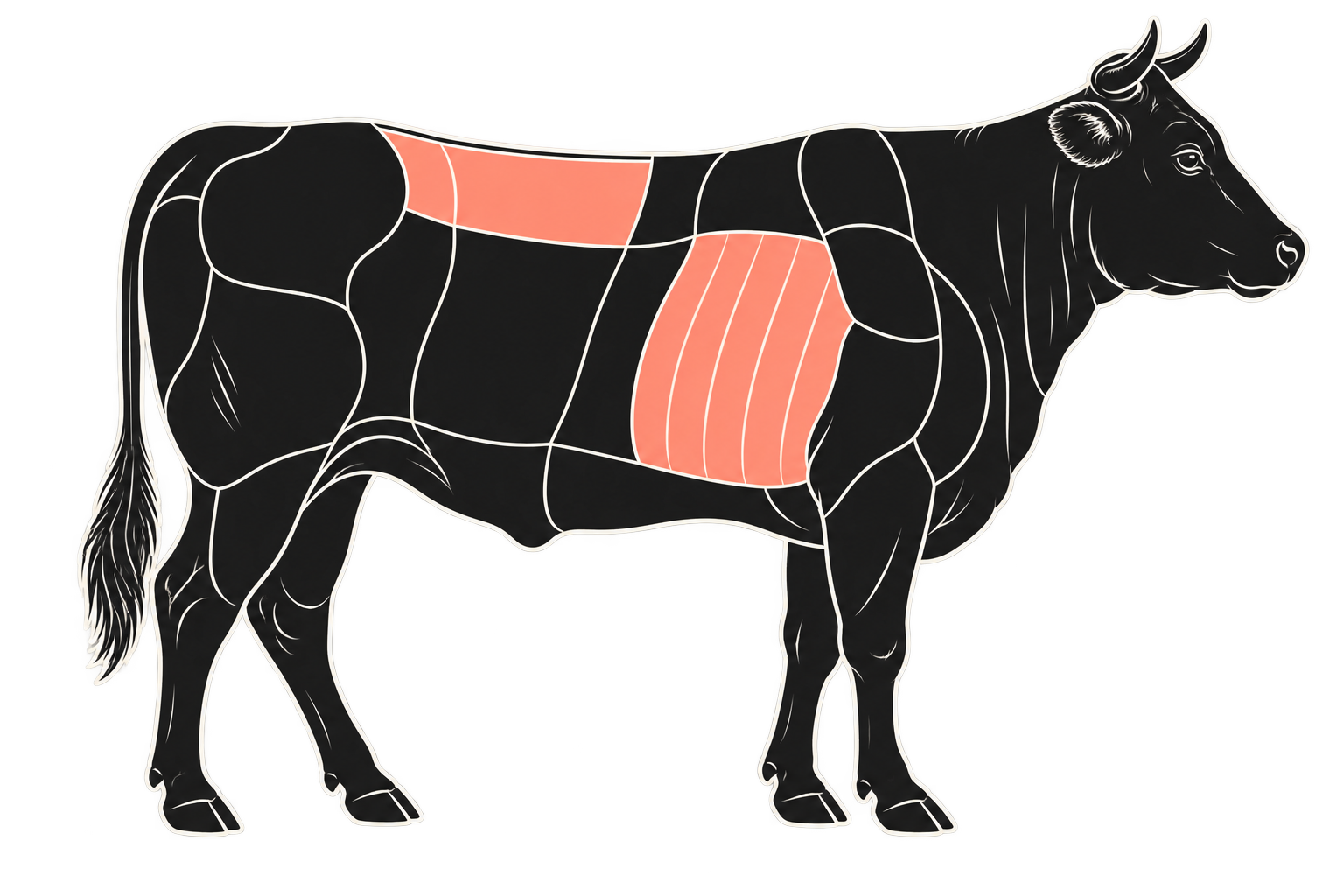 Cow anatomy with the rib and sirloin areas highlighted in salmon pink