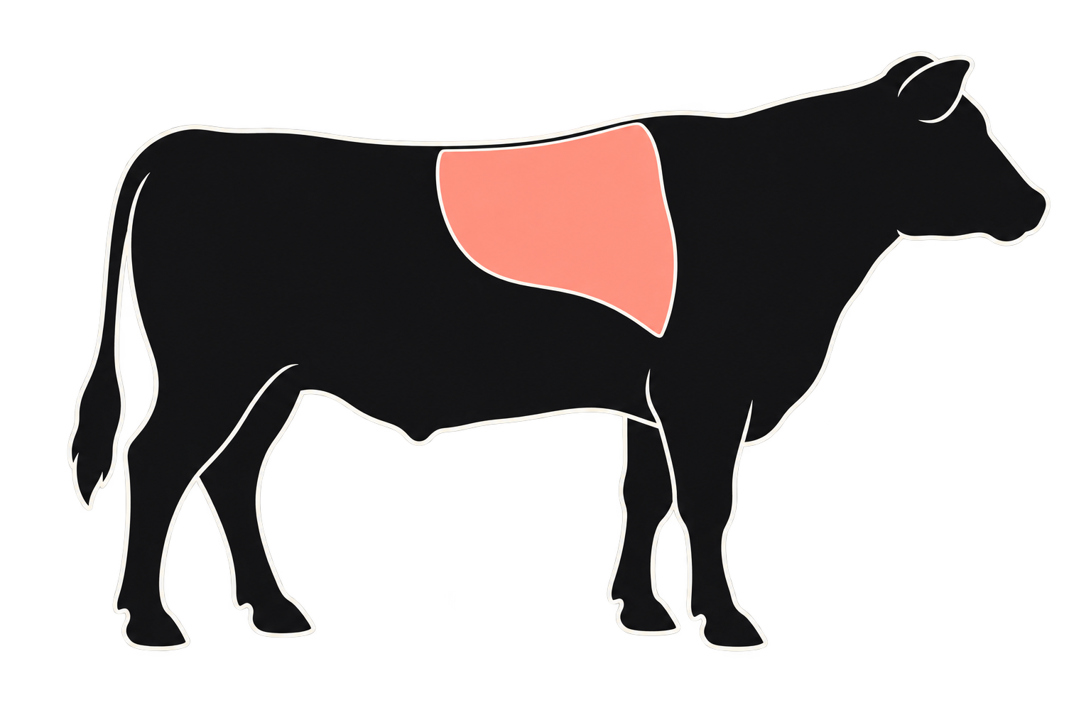 Cow anatomy with the fore rib highlighted in salmon pink